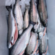 Load image into Gallery viewer, Pick Up Saturday in Derry, NH

